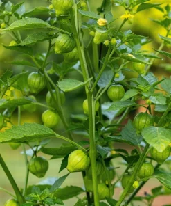 Grande Rio Verde Tomatillo Seeds - 200 Count Green Physalis Ixocarpa - Image 7