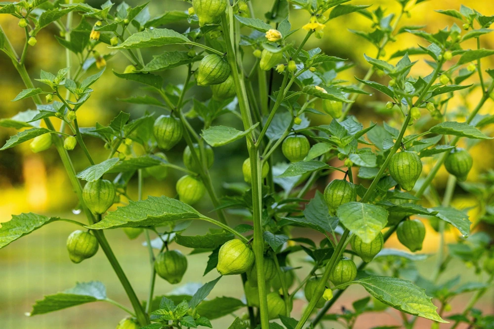 Grande Rio Verde Tomatillo Seeds - 200 Count Green Physalis Ixocarpa - Image 7