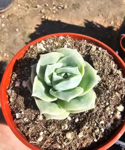 Graptoveria 'Lovely Rose' Live Succulent Plant - 2in or 4in Pot - Indoor/Outdoor - Image 2