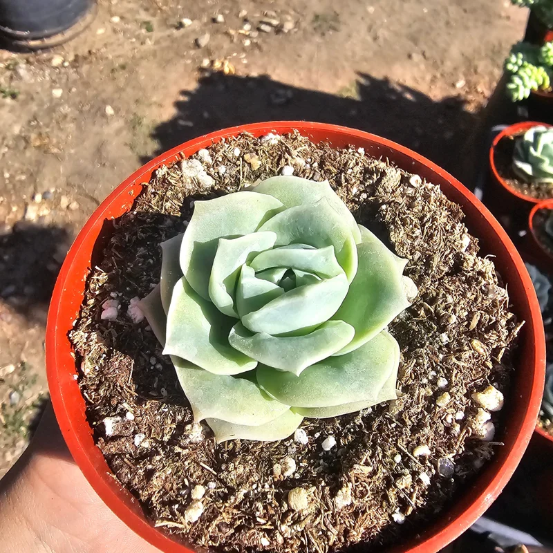 Graptoveria 'Lovely Rose' Live Succulent Plant - 2in or 4in Pot - Indoor/Outdoor - Image 2
