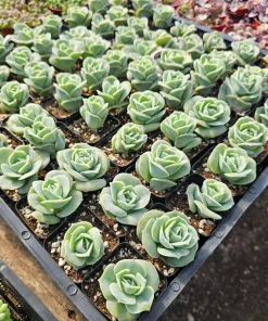 Graptoveria 'Lovely Rose' Live Succulent Plant - 2in or 4in Pot - Indoor/Outdoor - Image 3