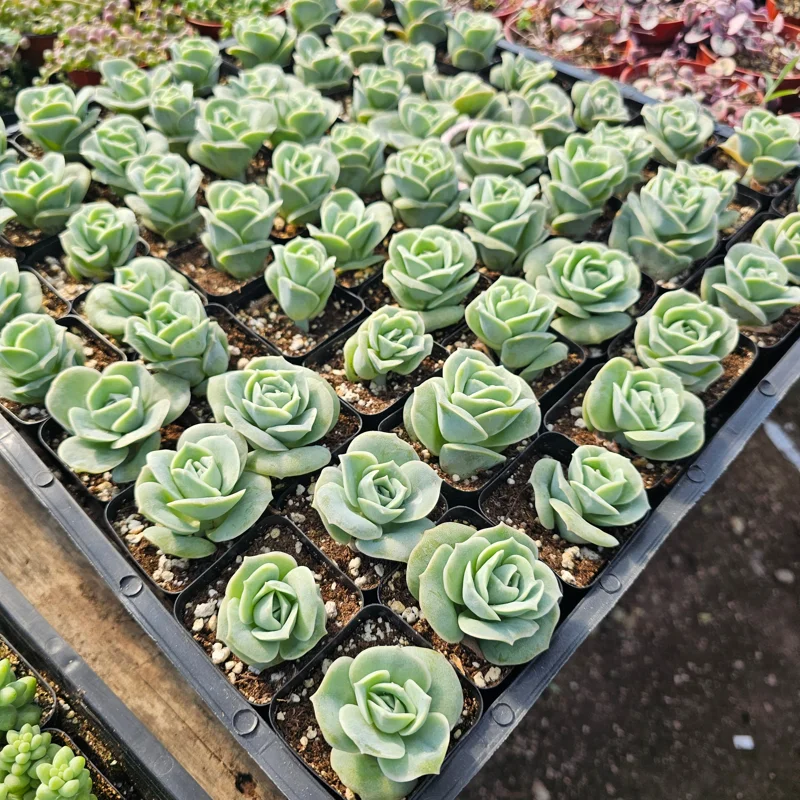 Graptoveria 'Lovely Rose' Live Succulent Plant - 2in or 4in Pot - Indoor/Outdoor - Image 3
