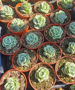 Graptoveria 'Lovely Rose' Live Succulent Plant - 2in or 4in Pot - Indoor/Outdoor - Image 4