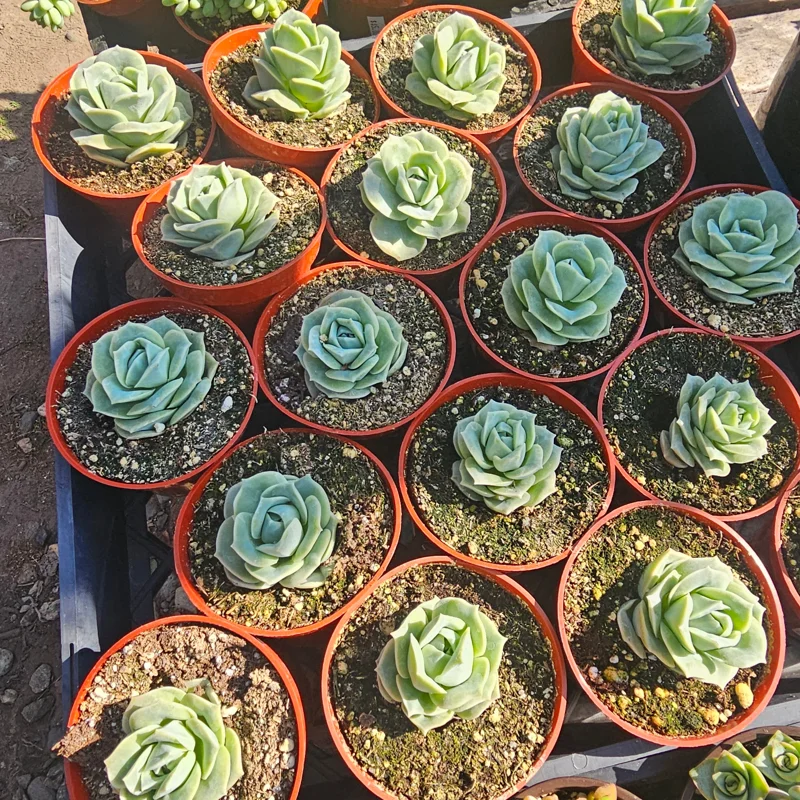 Graptoveria 'Lovely Rose' Live Succulent Plant - 2in or 4in Pot - Indoor/Outdoor - Image 4