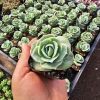 Graptoveria 'Lovely Rose' Live Succulent Plant - 2in or 4in Pot - Indoor/Outdoor - Image 1
