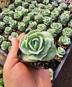 Graptoveria 'Lovely Rose' Live Succulent Plant - 2in or 4in Pot - Indoor/Outdoor - Image 1