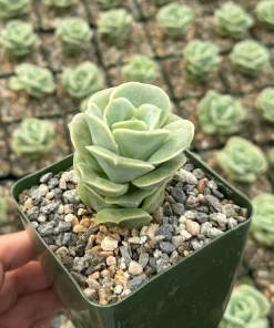 Graptoveria Lovely Rose Live Succulent Plant - Green Rose in 3" Pot - Image 2