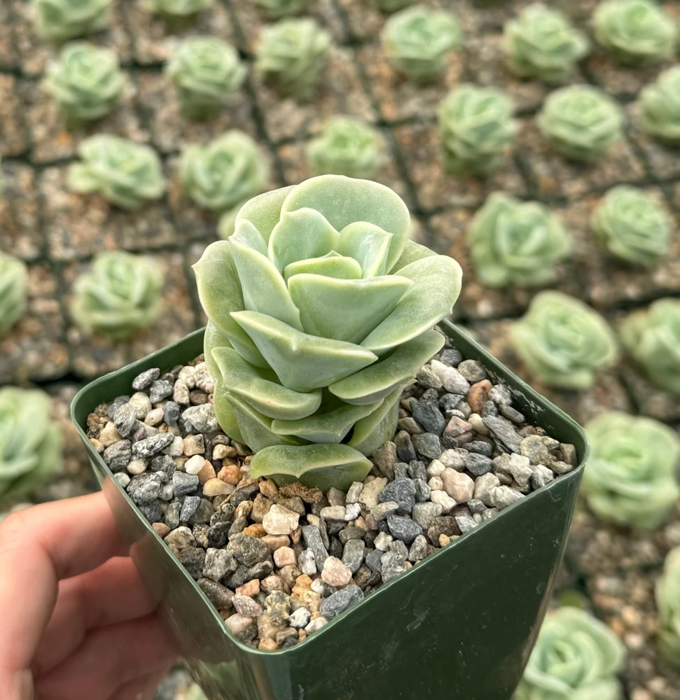 Graptoveria Lovely Rose Live Succulent Plant - Green Rose in 3" Pot - Image 2