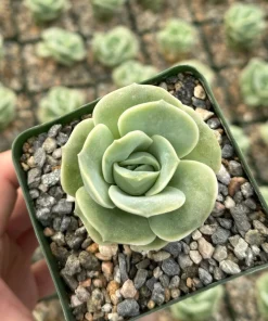 Graptoveria Lovely Rose Live Succulent Plant - Green Rose in 3