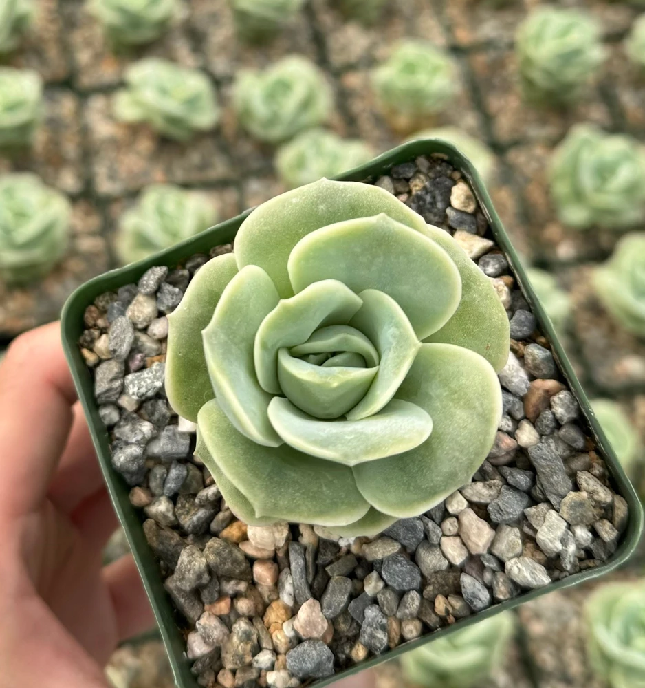 Graptoveria Lovely Rose Live Succulent Plant - Green Rose in 3" Pot - Image 3