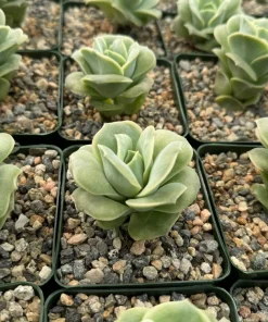Graptoveria Lovely Rose Live Succulent Plant - Green Rose in 3