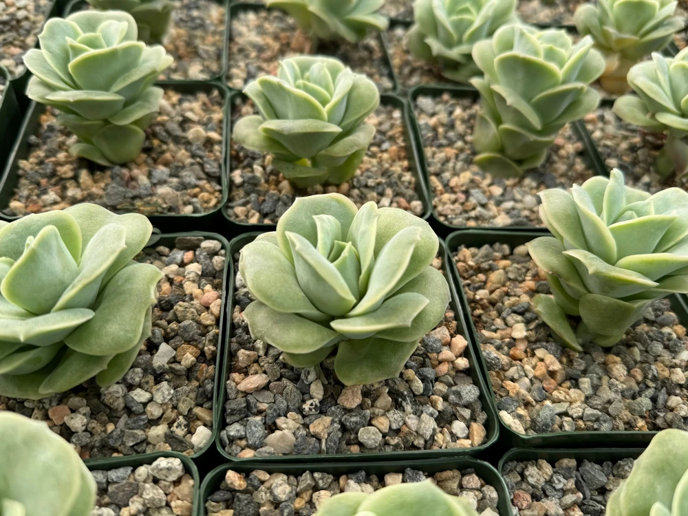 Graptoveria Lovely Rose Live Succulent Plant - Green Rose in 3" Pot - Image 4
