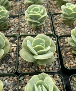 Graptoveria Lovely Rose Live Succulent Plant - Green Rose in 3