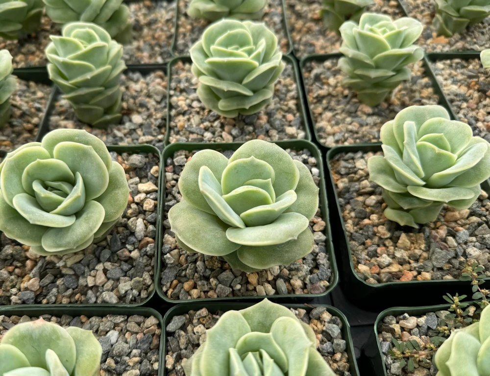 Graptoveria Lovely Rose Live Succulent Plant - Green Rose in 3" Pot - Image 5