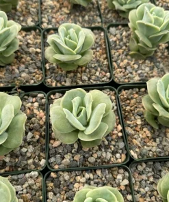 Graptoveria Lovely Rose Live Succulent Plant - Green Rose in 3