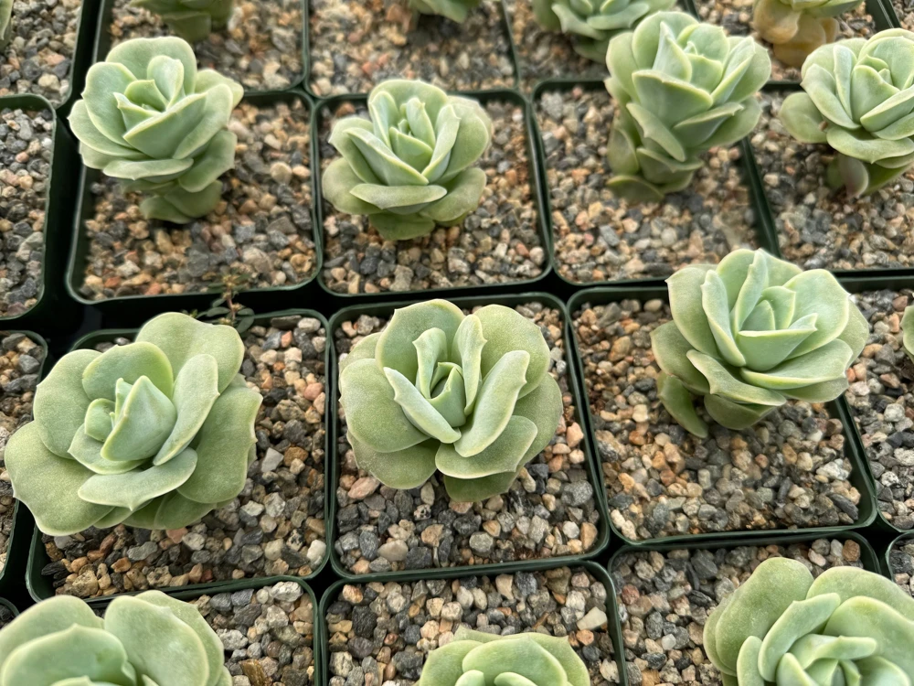 Graptoveria Lovely Rose Live Succulent Plant - Green Rose in 3" Pot - Image 6