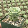 Graptoveria Lovely Rose Live Succulent Plant - Green Rose in 3" Pot - Image 1