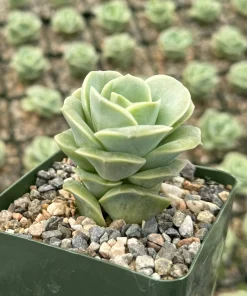 Graptoveria Lovely Rose Live Succulent Plant - Green Rose in 3" Pot - Image 1