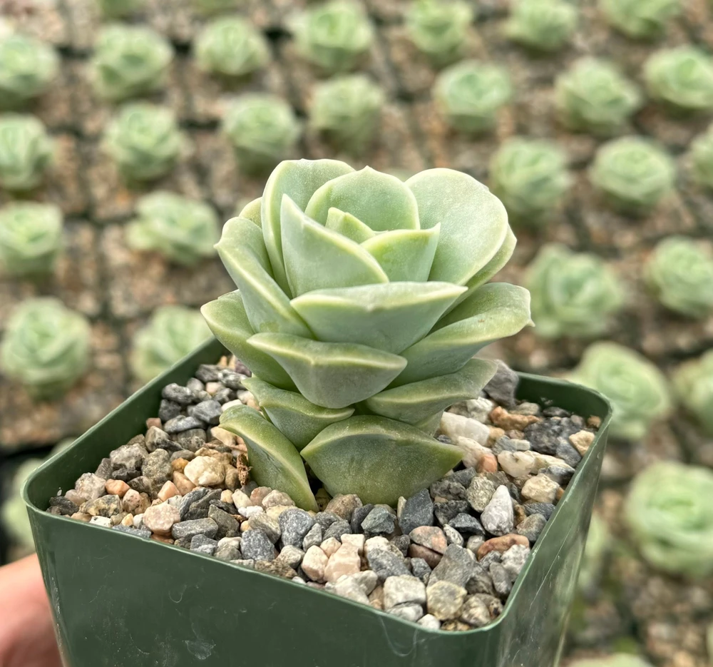 Graptoveria Lovely Rose Live Succulent Plant - Green Rose in 3" Pot - Image 1