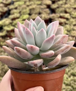 Graptoveria Opalina Pink Succulent Live Plant – 4 inch Pot – Indoor/Outdoor - Image 2