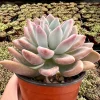 Graptoveria Opalina Pink Succulent Live Plant – 4 inch Pot – Indoor/Outdoor - Image 1