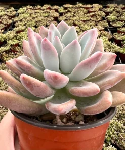 Graptoveria Opalina Pink Succulent Live Plant – 4 inch Pot – Indoor/Outdoor - Image 1