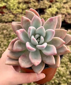 Graptoveria Opalina Pink Succulent Live Plant – 4 inch Pot – Indoor/Outdoor - Image 3