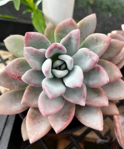 Graptoveria Opalina Pink Succulent Live Plant – 4 inch Pot – Indoor/Outdoor - Image 4