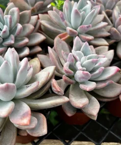 Graptoveria Opalina Pink Succulent Live Plant – 4 inch Pot – Indoor/Outdoor - Image 5
