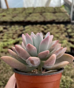 Graptoveria Opalina Pink Succulent Live Plant – 4 inch Pot – Indoor/Outdoor - Image 6