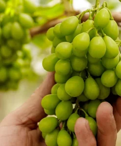 Gratitude Seedless Grape Vine Live Plant - Pruned 1-2 Year Old - Outdoor Fruit - Image 2
