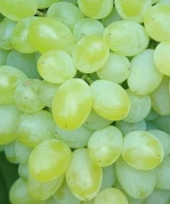 Gratitude Seedless Grape Vine Live Plant - Pruned 1-2 Year Old - Outdoor Fruit - Image 3