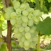 Gratitude Seedless Grape Vine Live Plant - Pruned 1-2 Year Old - Outdoor Fruit - Image 1