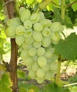 Gratitude Seedless Grape Vine Live Plant - Pruned 1-2 Year Old - Outdoor Fruit - Image 1