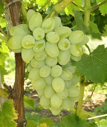 Gratitude Seedless Grape Vine Live Plants - 2 Pack, Pruned 1-2 Year Old, Outdoor - Image 2