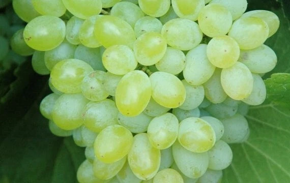 Gratitude Seedless Grape Vine Live Plants - 2 Pack, Pruned 1-2 Year Old, Outdoor - Image 3