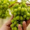 Gratitude Seedless Grape Vine Live Plants - 2 Pack, Pruned 1-2 Year Old, Outdoor - Image 1