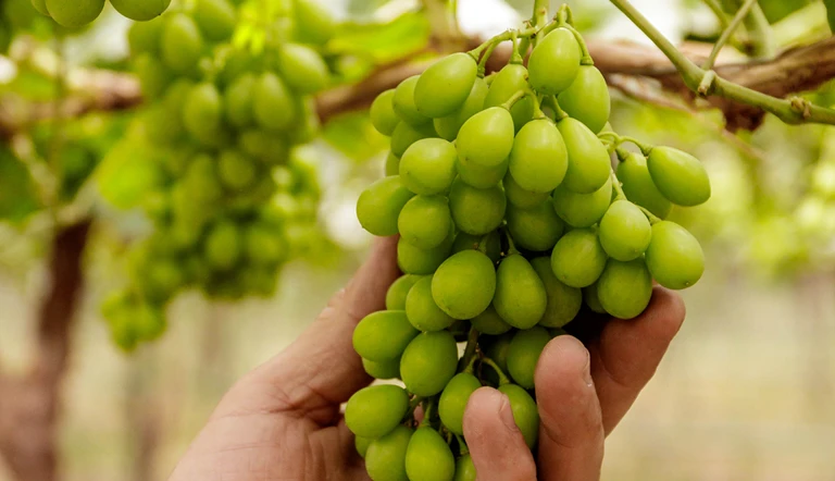 Gratitude Seedless Grape Vine Live Plants - 2 Pack, Pruned 1-2 Year Old, Outdoor - Image 1