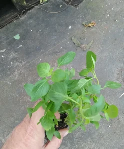 Greek Basil Live Plant - Pack of 3 Herbs, 5-8 Inches Tall - Aromatic Culinary Herb for Cooking - Image 2