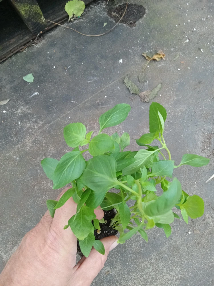 Greek Basil Live Plant - Pack of 3 Herbs, 5-8 Inches Tall - Aromatic Culinary Herb for Cooking - Image 2