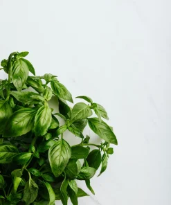 Greek Basil Live Plant - Pack of 3 Herbs, 5-8 Inches Tall - Aromatic Culinary Herb for Cooking - Image 3