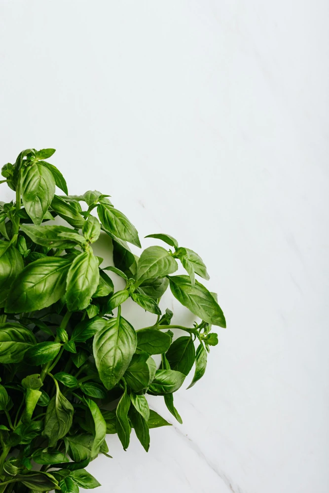 Greek Basil Live Plant - Pack of 3 Herbs, 5-8 Inches Tall - Aromatic Culinary Herb for Cooking - Image 3
