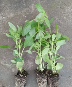 Greek Basil Live Plant - Pack of 3 Herbs, 5-8 Inches Tall - Aromatic Culinary Herb for Cooking - Image 4