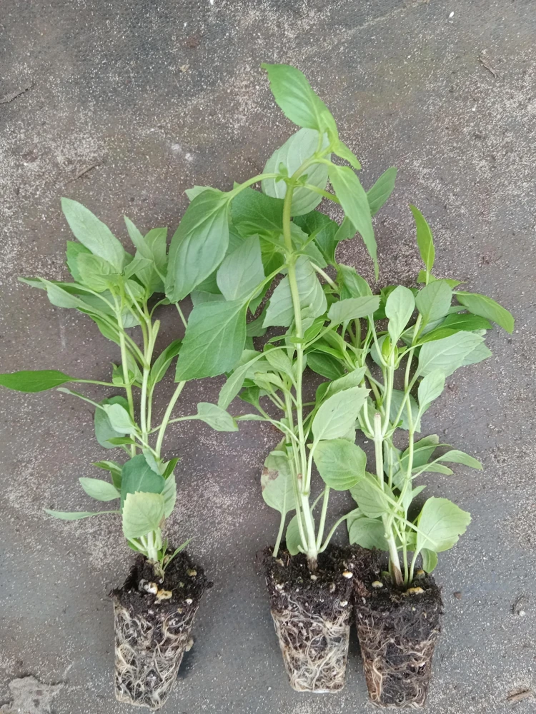 Greek Basil Live Plant - Pack of 3 Herbs, 5-8 Inches Tall - Aromatic Culinary Herb for Cooking - Image 4