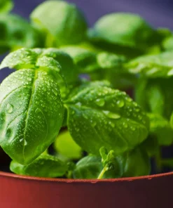 Greek Basil Live Plant - Pack of 3 Herbs, 5-8 Inches Tall - Aromatic Culinary Herb for Cooking - Image 5