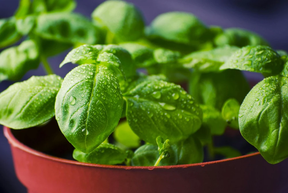 Greek Basil Live Plant - Pack of 3 Herbs, 5-8 Inches Tall - Aromatic Culinary Herb for Cooking - Image 5