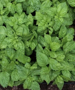 Greek Basil Live Plant - Pack of 3 Herbs, 5-8 Inches Tall - Aromatic Culinary Herb for Cooking - Image 6