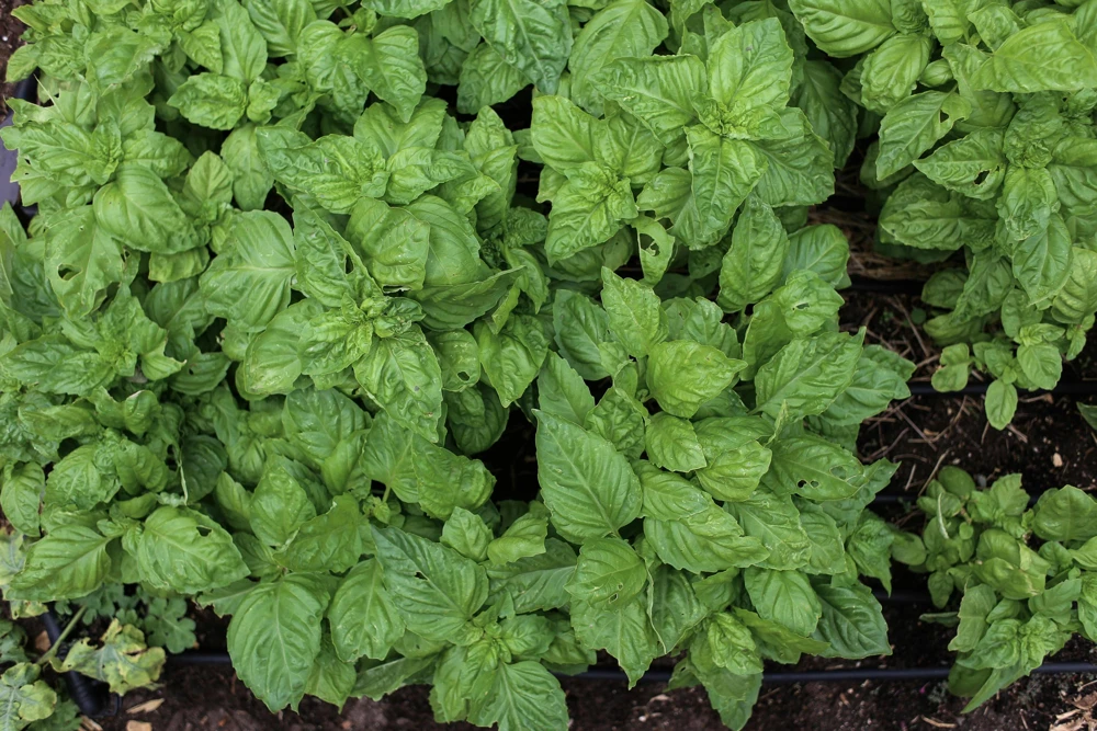 Greek Basil Live Plant - Pack of 3 Herbs, 5-8 Inches Tall - Aromatic Culinary Herb for Cooking - Image 6