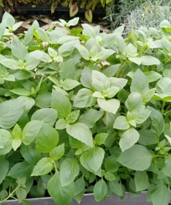 Greek Basil Live Plant - Pack of 3 Herbs, 5-8 Inches Tall - Aromatic Culinary Herb for Cooking - Image 7