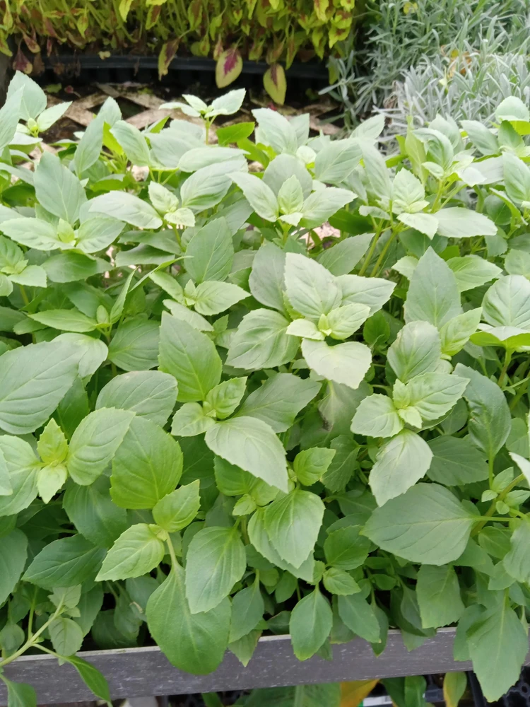 Greek Basil Live Plant - Pack of 3 Herbs, 5-8 Inches Tall - Aromatic Culinary Herb for Cooking - Image 7